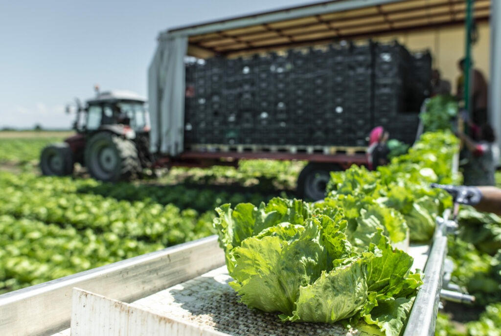 Illustrasjonsbilde med traktor og høsting av salat, foto: Colourbox